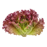 Bio Batavia, rot von Natur.com
