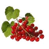 Produktbild: Johannisbeeren, rot