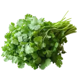 Produktbild: Koriander (Bund)