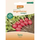 Bio Radieschen 