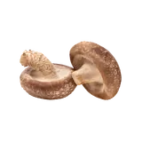 Bio Shiitake von Natur.com