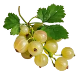 Bio Stachelbeeren von Natur.com