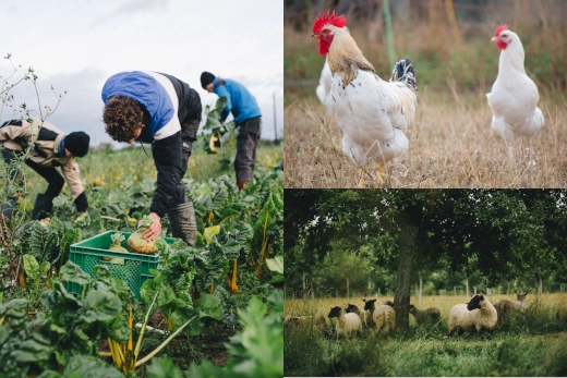 Demeter-zertifizierte Landwirtschaft