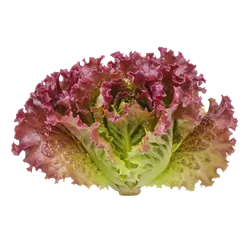 Frischer Bio-Batavia Salat rot - jetzt online kaufen bei Natur.com