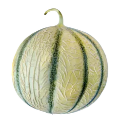 Frische Bio-Charentais-Melone - jetzt online kaufen bei Natur.com