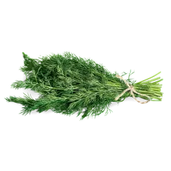 Frischer Bio-Dill im Bund - jetzt online kaufen bei Natur.com