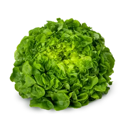Frischer Bio-Eichblattsalat grün - jetzt online kaufen bei Natur.com