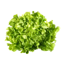 Frische Bio-Endivien - jetzt online kaufen bei Natur.com
