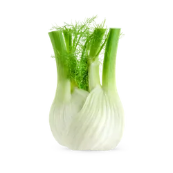 Frischer Bio-Fenchel - jetzt online kaufen bei Natur.com