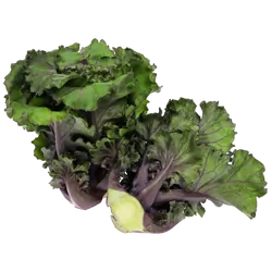 Frische Bio-Flower Sprouts - jetzt online kaufen bei Natur.com