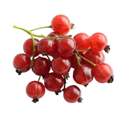 Frische Bio-Johannisbeeren rot - jetzt online kaufen bei Natur.com