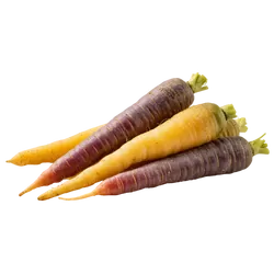 Bunte Bio-Karotte - jetzt online kaufen bei Natur.com
