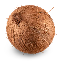 Frische Bio-Kokosnuss jetzt online kaufen bei Natur.com