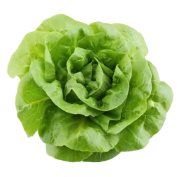 Frischer Bio-Kopfsalat grün - jetzt online kaufen bei Natur.com