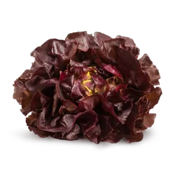 Frischer Bio-Kopfsalat rot - jetzt online kaufen bei Natur.com
