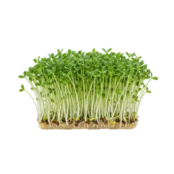 Frische Bio-Kresse in Schale - jetzt online kaufen bei Natur.com