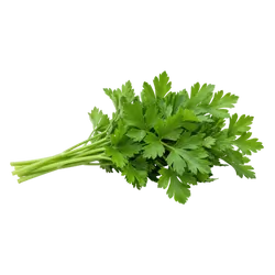 Frische Bio-Petersilie glatt - jetzt online kaufen bei Natur.com