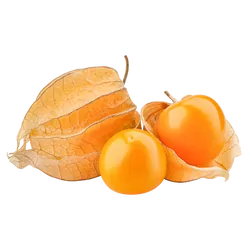 Frische Bio-Physalis mit Lampionhülle - jetzt online kaufen bei Natur.com
