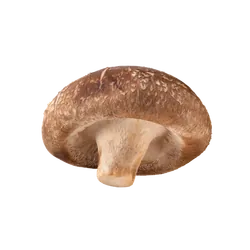 Frische Bio-Shiitake-Pilze - jetzt online kaufen bei Natur.com