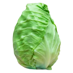 Frischer Bio-Spitzkohl - jetzt online kaufen bei Natur.com