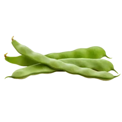 Frische Bio-Stangenbohnen - jetzt online kaufen bei Natur.com