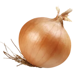 Frische Bio-Zwiebel gelb - jetzt online kaufen bei Natur.com