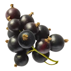 Frische schwarze Bio-Johannisbeeren - jetzt online kaufen bei Natur.com