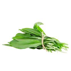 Bio-Bärlauch Bund in Premium-Qualität bestellen - Natur.com