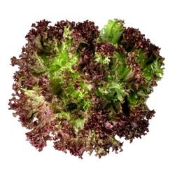 Bio-Batavia Salat rot in Premium-Qualität bestellen - Natur.com