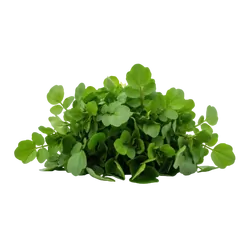 Bio-Brunnenkresse in Premium-Qualität bestellen - Natur.com