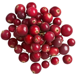 Bio-Cranberries in Premium-Qualität bestellen - Natur.com