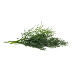 Bio-Dill in Premium-Qualität bestellen - Natur.com