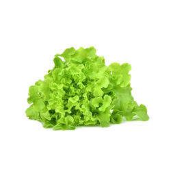 Bio-Eichblattsalat grün in Premium-Qualität bestellen - Natur.com