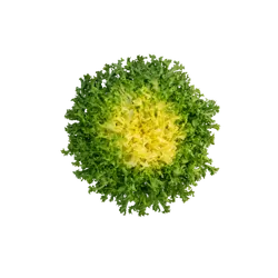 Bio-Endivien in Premium-Qualität bestellen - Natur.com