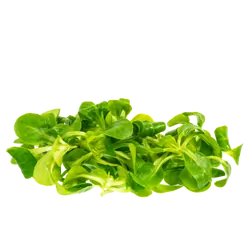 Bio-Feldsalat in Premium-Qualität bestellen - Natur.com