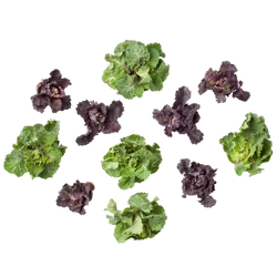 Bio-Flower Sprouts in Premium-Qualität bestellen - Natur.com