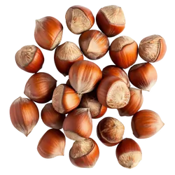 Bio-Haselnüsse in der Schale in Premium-Qualität bestellen - Natur.com