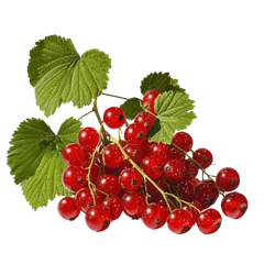 Bio-Johannisbeeren rot in Premium-Qualität bestellen - Natur.com