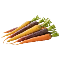 Bunte Bio-Karotten in Premium-Qualität bestellen - Natur.com