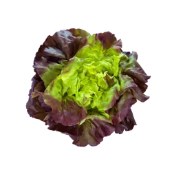 Bio-Kopfsalat rot in Premium-Qualität bestellen - Natur.com