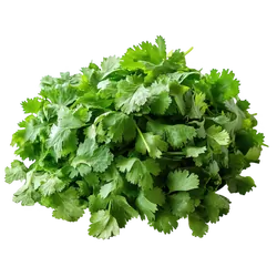 Bio-Koriander in Premium-Qualität bestellen - Natur.com