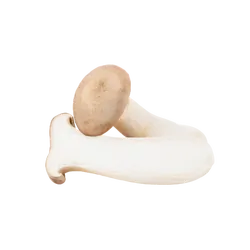 Bio-Kräuterseitlinge in Premium-Qualität bestellen - Natur.com