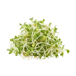 Bio-Kresse Schalen in Premium-Qualität bestellen - Natur.com