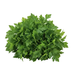 Bio-Petersilie glatt in Premium-Qualität bestellen - Natur.com