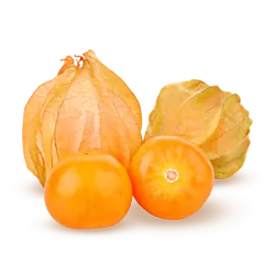 Bio-Physalis in Premium-Qualität bestellen - Natur.com