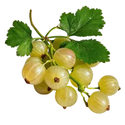 Bio-Stachelbeeren in Premium-Qualität bestellen - Natur.com