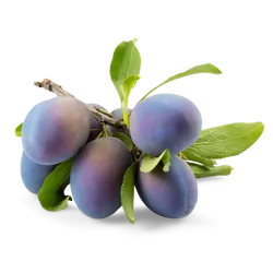 Bio-Zwetschgen in Premium-Qualität bestellen - Natur.com