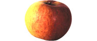 Image of Früh-Äpfel Collina