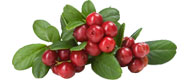 Image of Cranberries
