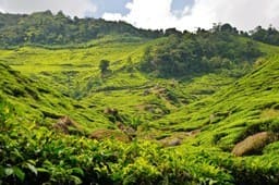 Teeplantage in Malaysia